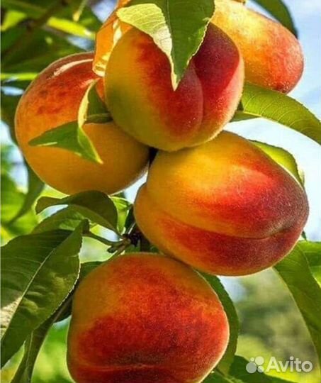 Саженцы персика, абрикос местного