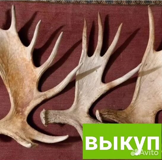 Утилизация рогов