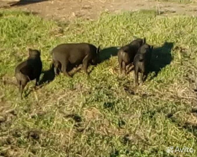 Вьетнамские вислобрюхие поросята