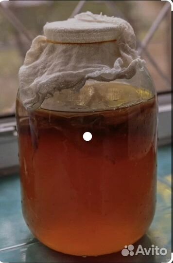 Чайный гриб