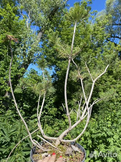 Сосна, ель, кедр остатки