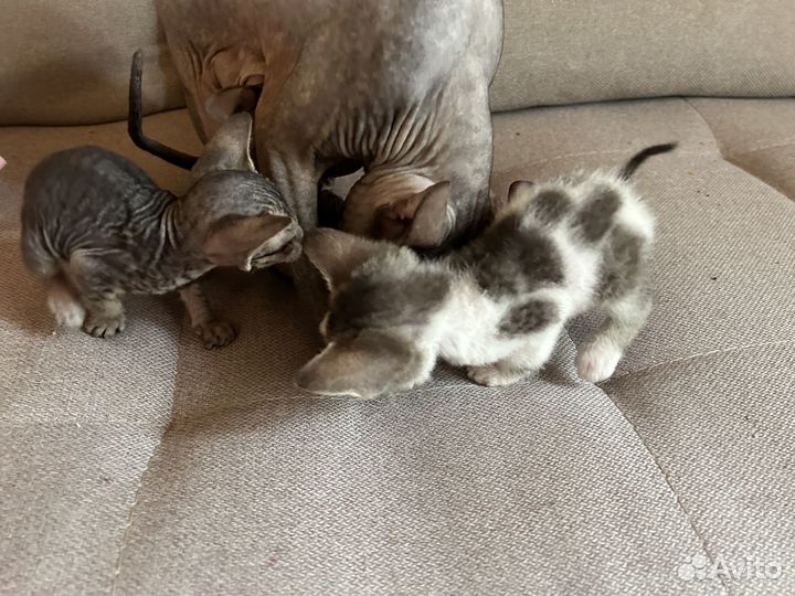 Донской сфинкс котята