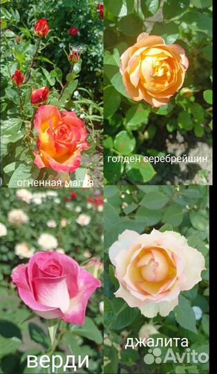 Все для сада и огорода