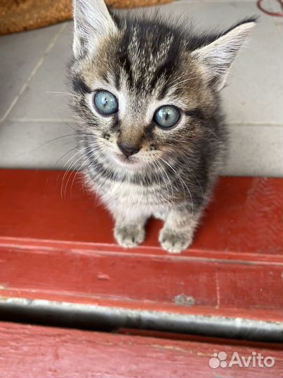 Котята. Мальчик и девочка