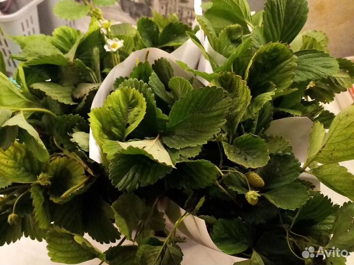 Рассада ремонтантной клубники