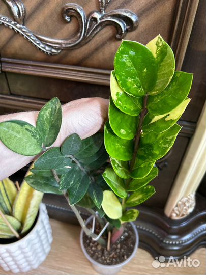 Замиокулькас вариегатный сегменты для укоренения