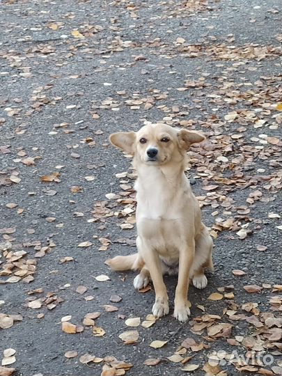 Маленькая собачка