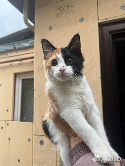 Котенок