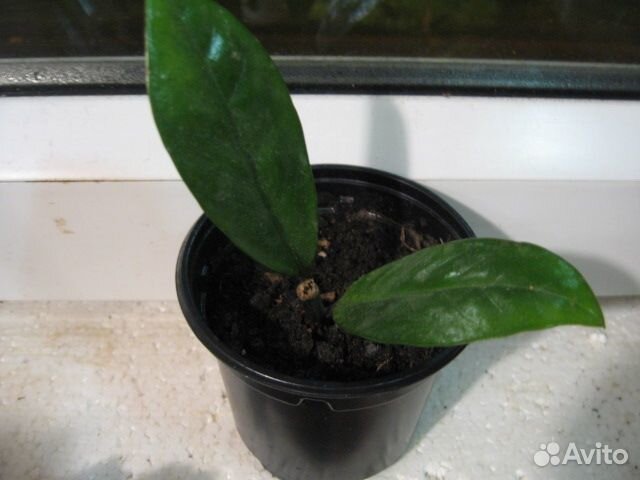 Замиокулькас