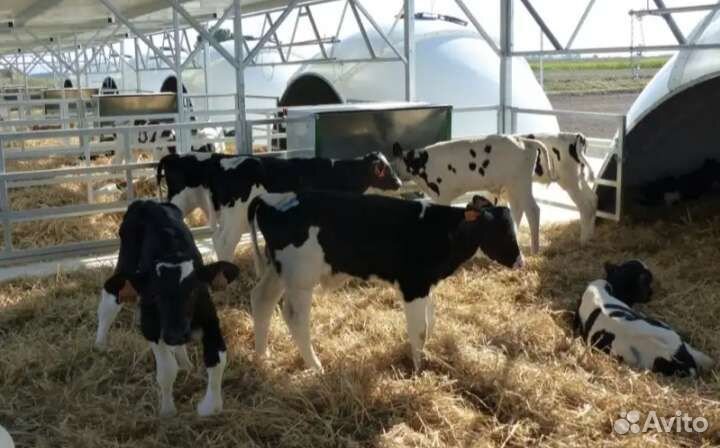 Телята бычки