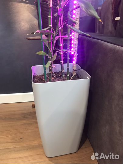 Комнатные цветы бамбук с подсветкой