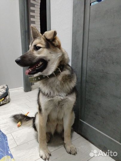 Собака ищет дом