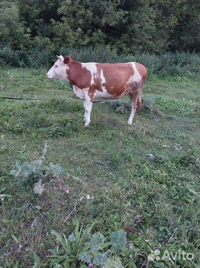 Продам телушку и бычка