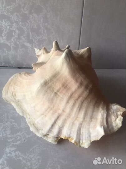 Раковина большая морская