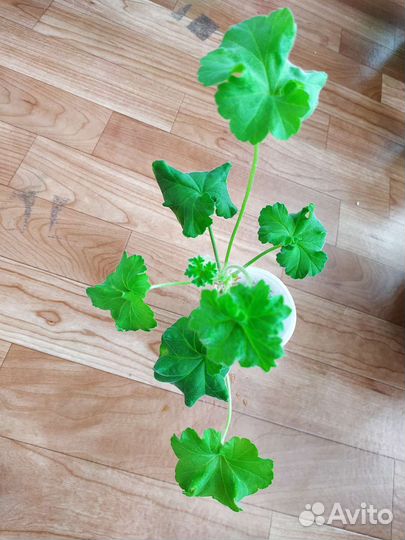 Пеларгония мерлезон 2