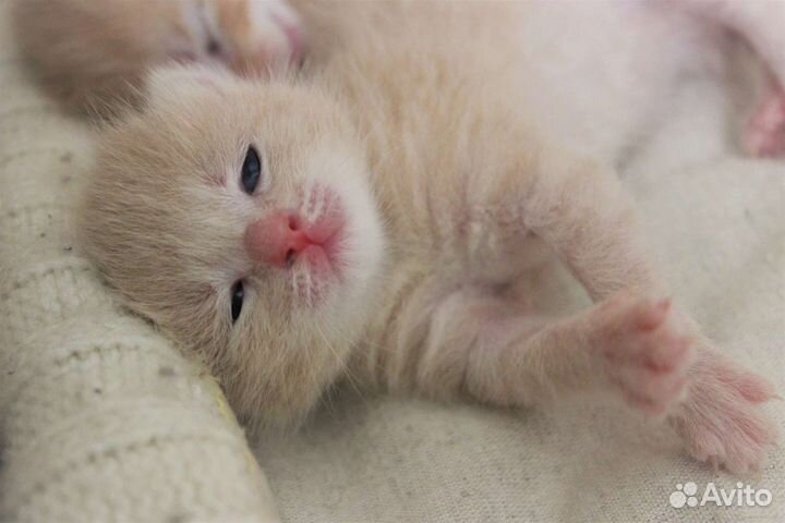 Котята курильский бобтейл