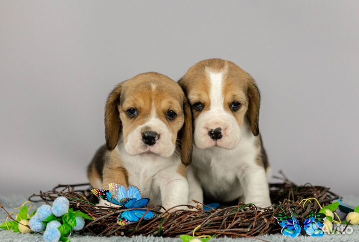 Девочки бигль