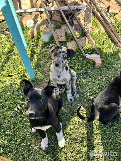 Щенки лайки