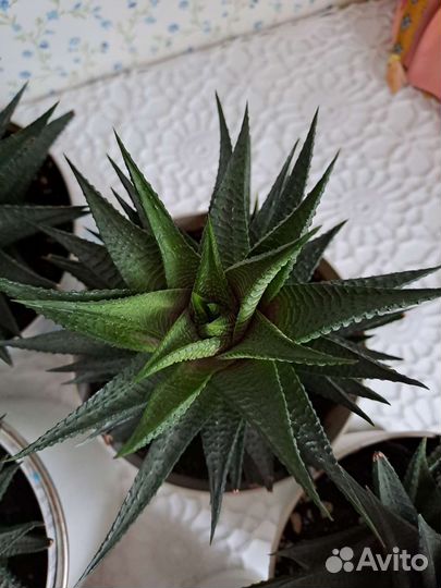 Хавортия цветы комнатные