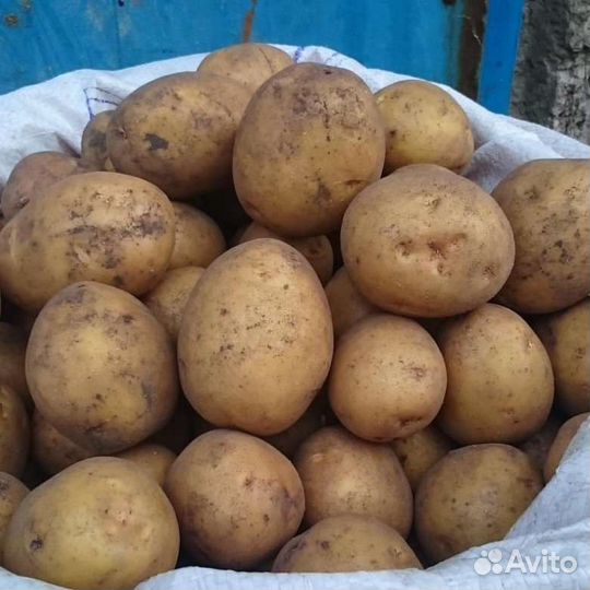 Картофель деревенский куль