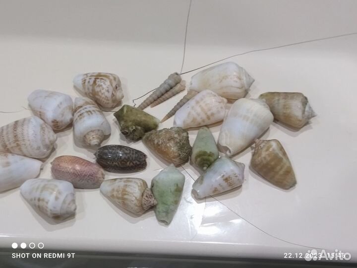 Ракушки с индийский океан за все
