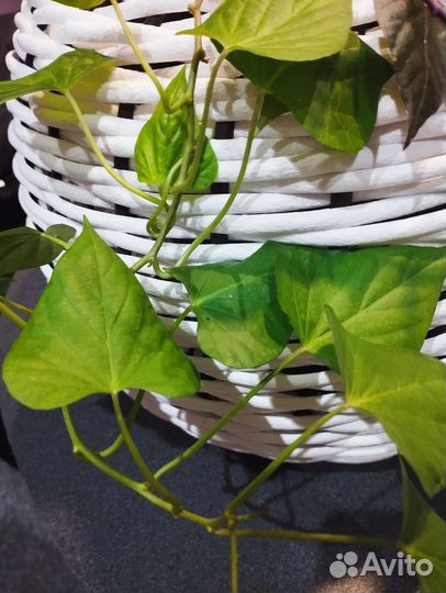 Ипомея батат