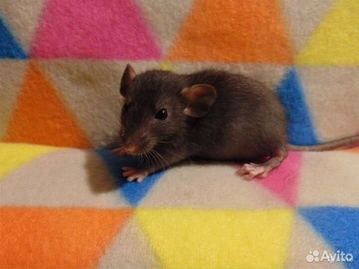 Крысы, крысята - дамбоушки, клетки, гамак