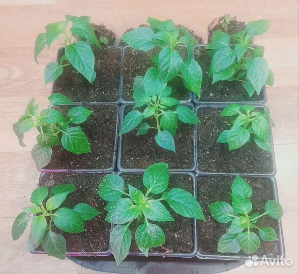 Перец комнатный острый