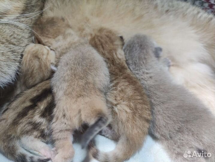 Шотландские котята от чемпионов