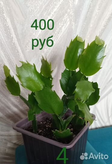 Декабрист или Шлюмбергера (Не Рипсалидопсис )