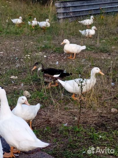 Утка мулард