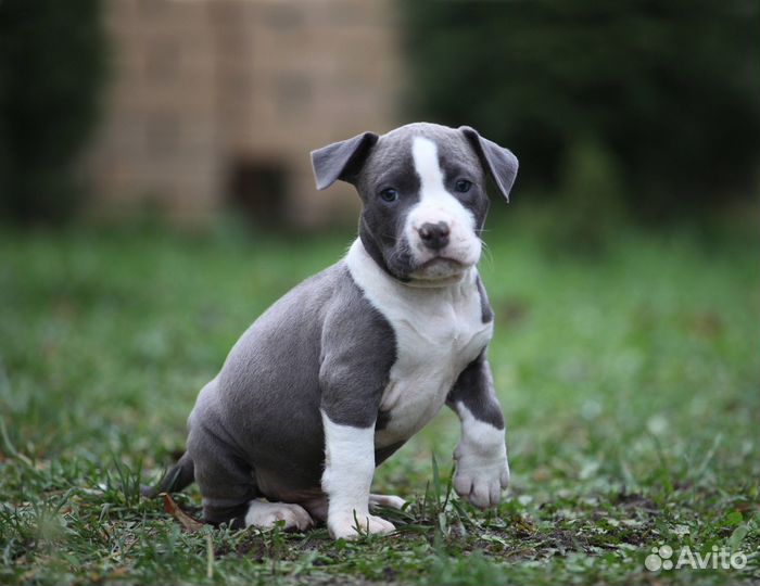 Мальчик голубой 1,5 мес