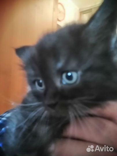 Кошка в дар бесплатно