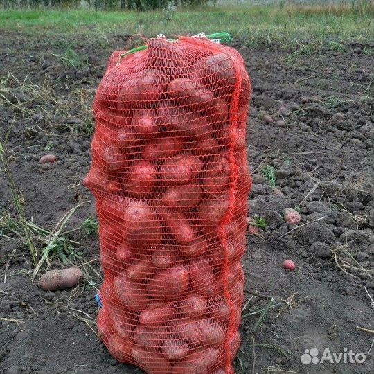 Продам картофель