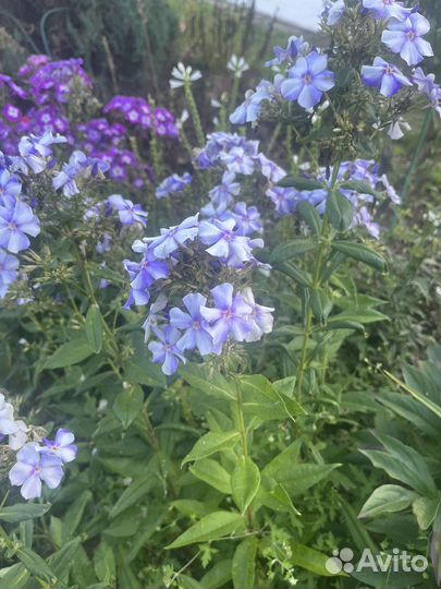 Флоксы многолетние