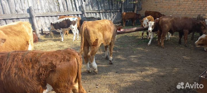 Бычки на продажу от 5 месяцев