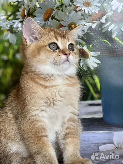 Кошки шотландцы