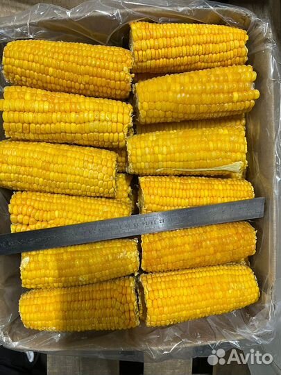 Кукуруза в початках