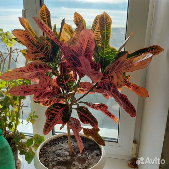 Комнатные цветы Кротон