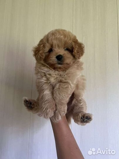 Мальтипу ф1 Роскошная девочка карамель