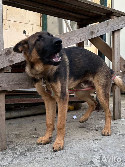 Немецкая овчарка