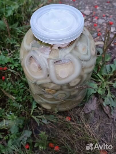 Грибы, белые грузди