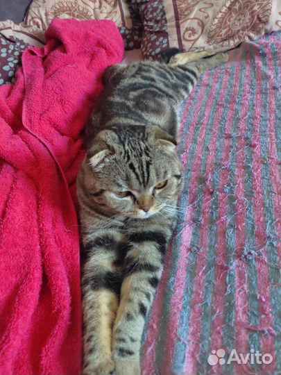 Шотландский кот на вязку