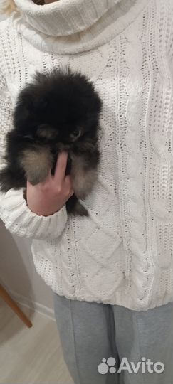 Померанский шпиц тип мишка мини