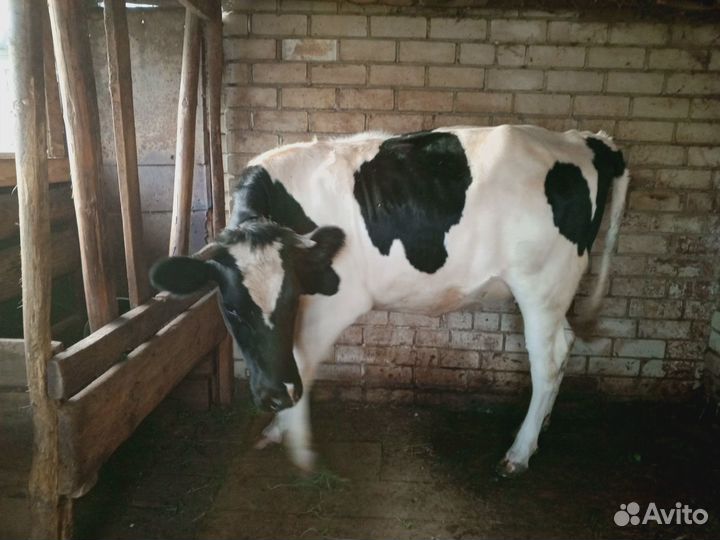 Продаётся телка