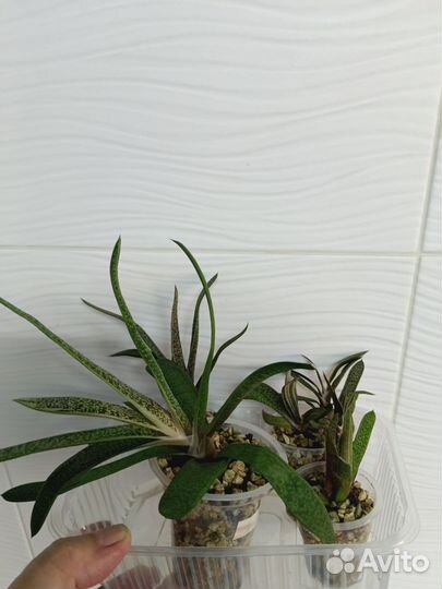 Сингониум, Гастерия