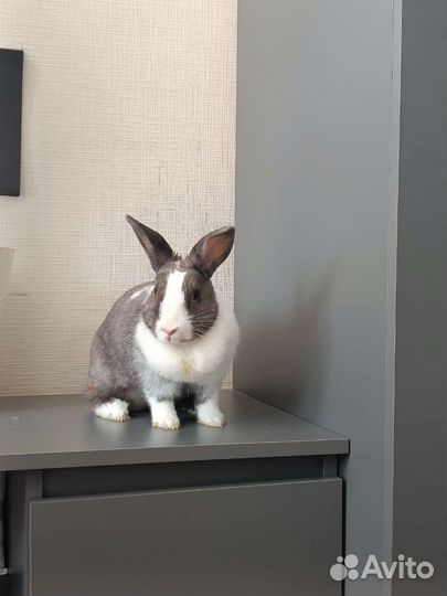 Декоративный кролик