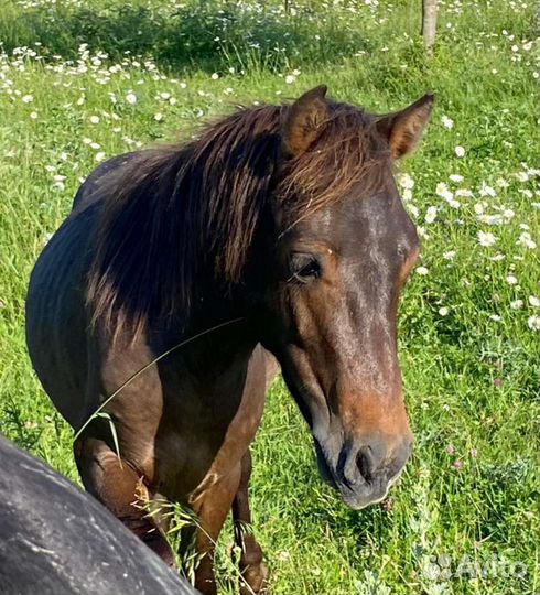 Жеребчик пони
