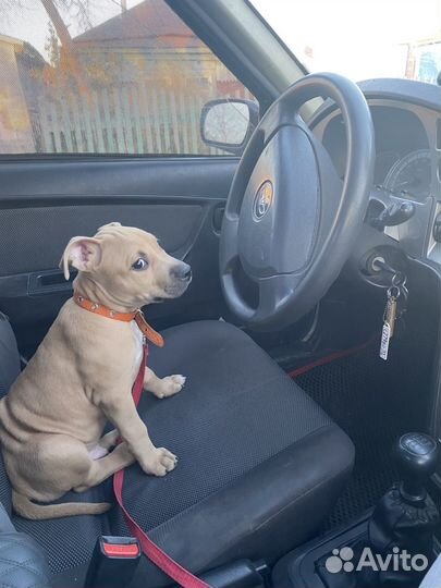 Амстафф щенкок