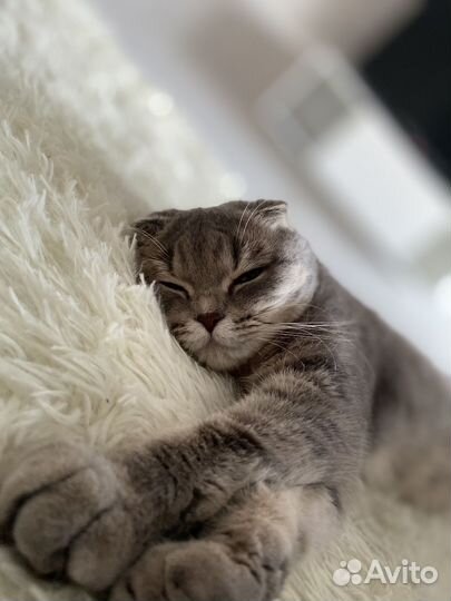 Кошечка ищет котика